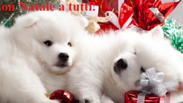 Frasi auguri di Natale divertenti e formali