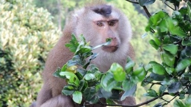 L'oroscopo cinese predilige la scimmia nel 2016