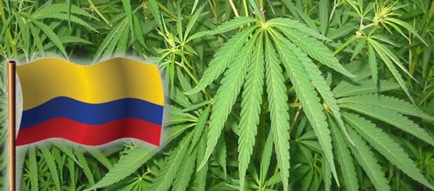 Colômbia regulamenta a produção de maconha Colômbia regulamenta a produção de maconha