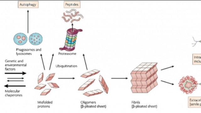 Il sistema di smaltimento dei rifiuti dei neuroni