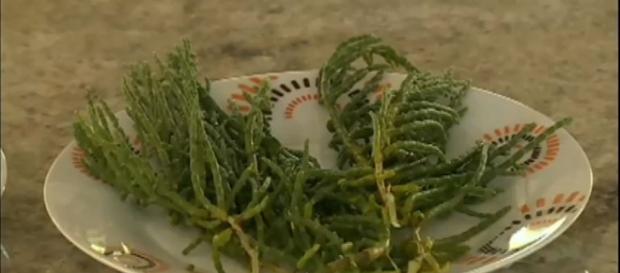 Sal vegetal traz bons benefícios para saude Sal vegetal traz bons benefícios para saude