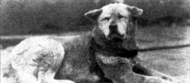 Hachiko, cainele care a murit aşteptând stăpânul Hachiko, cainele care a murit aşteptând stăpânul
