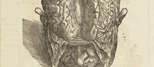 un'illustrazione del trattato di Andrea Vesalio