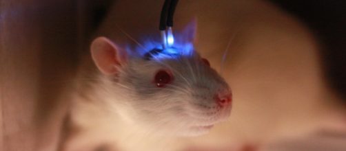 Ratto durante un esperimento di optogenetica