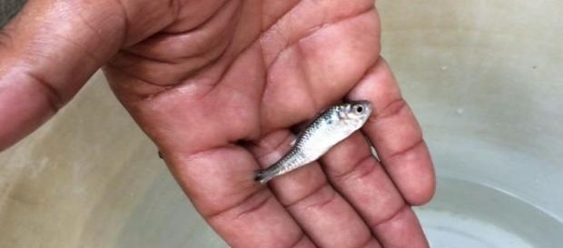 Peixe que come larvas do Aedes Aegypti Peixe que come larvas do Aedes Aegypti
