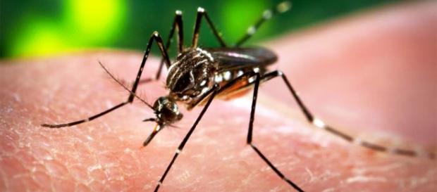 Mosquito aedes aegypti transmissor da dengue Mosquito aedes aegypti transmissor da dengue