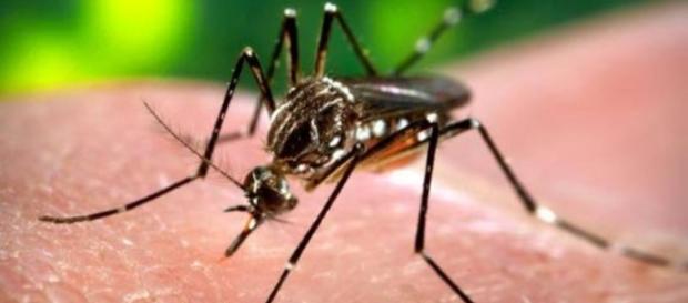 A dengue matou 839 pessoas no Brasil até novembro A dengue matou 839 pessoas no Brasil até novembro