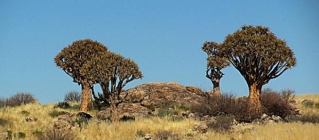 Quiver trees in Namibia. By J Flowers Quiver trees in Namibia. By J Flowers