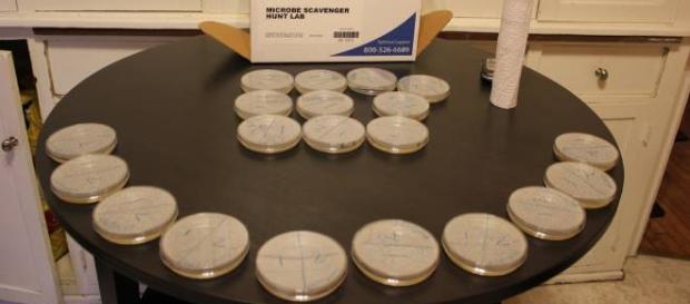 What happens in a petri dish stays in a petri dish What happens in a petri dish stays in a petri dish