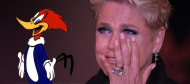 Depois de vencer Xuxa, Pica-Pau 'é demitido' Depois de vencer Xuxa, Pica-Pau 'é demitido'