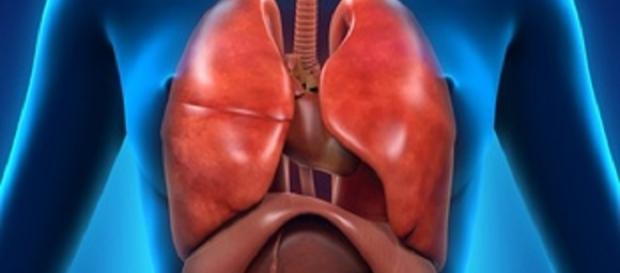 Lizenz unter Fotolia: © nerthuz / Anterior View... Lizenz unter Fotolia: © nerthuz / Anterior View...