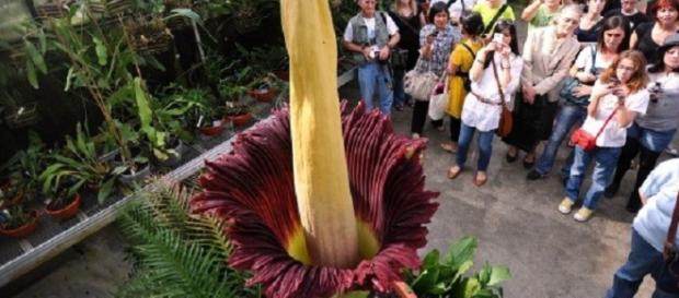 Flor-cadáver cresce na Austrália. Flor-cadáver cresce na Austrália.