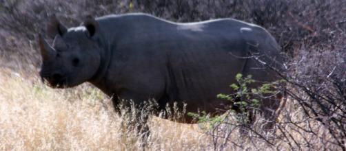 Black rhino in Africa (Wikimedia)