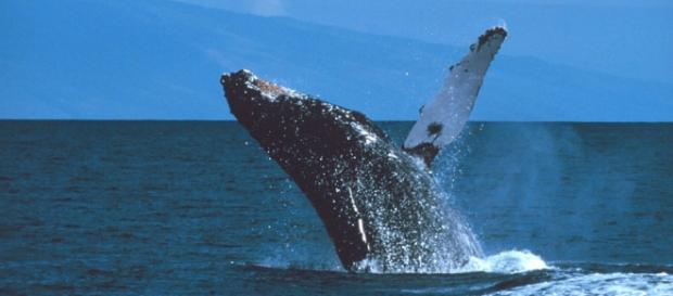La historia de Moby-Dick llega a los cines La historia de Moby-Dick llega a los cines