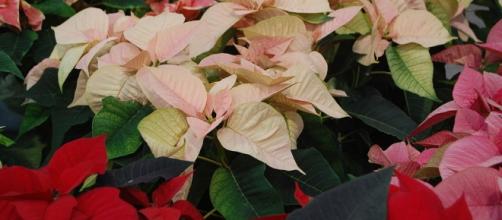 Las variadas tonalidades de la flor de nochebuena Las variadas tonalidades de la flor de nochebuena