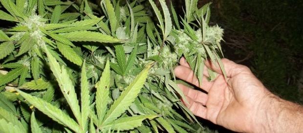 Cannabis vor der Legalisierung Cannabis vor der Legalisierung