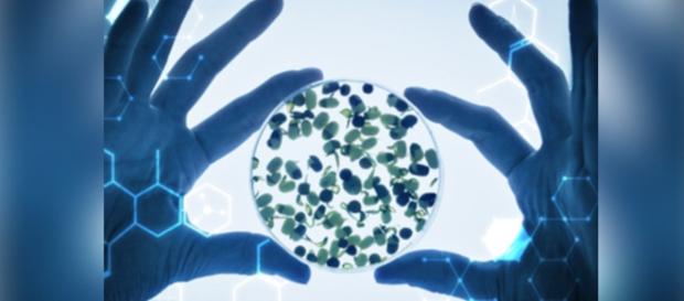 Fiprima revoluciona tratamento com quimioterapia Fiprima revoluciona tratamento com quimioterapia