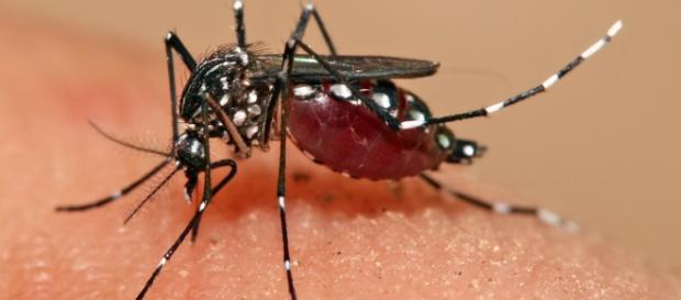 Imagem do mosquito Aedes Aegypti Imagem do mosquito Aedes Aegypti