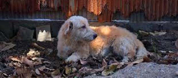 Cão abandonado a própria sorte Cão abandonado a própria sorte