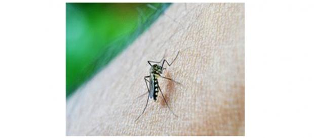 Mosquito aedes aegypti, transmissor da dengue Mosquito aedes aegypti, transmissor da dengue