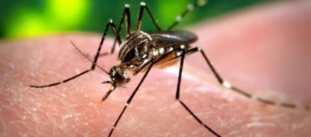 Mosquito Aedes Aegypti, transmissor do Zika Virus. Mosquito Aedes Aegypti, transmissor do Zika Virus.