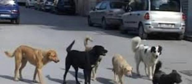 Un gruppo di randagi ha aggredito un uomo a Ragusa Un gruppo di randagi ha aggredito un uomo a Ragusa