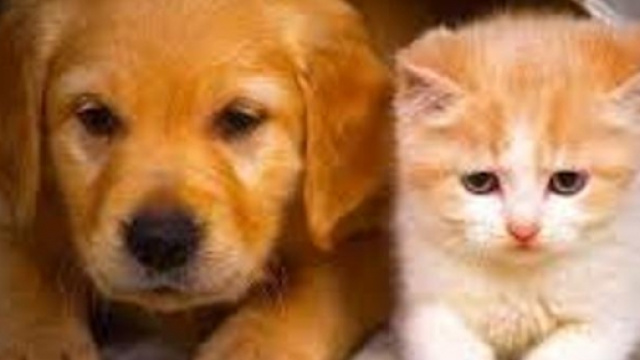 Cosa c'&egrave; nel cibo di cani e gatti