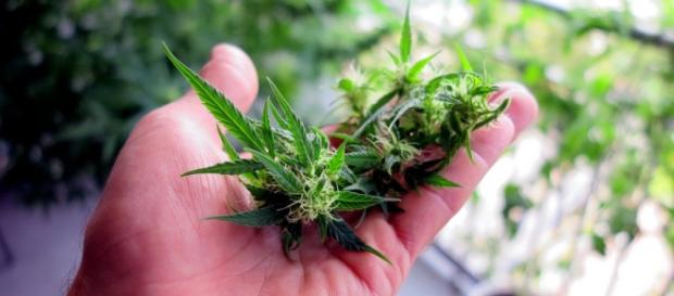 Wird Cannabis auch in Deutschland legalisiert? Wird Cannabis auch in Deutschland legalisiert?