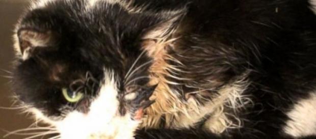 Bart, le chaton revenu d'outre-tombe Bart, le chaton revenu d'outre-tombe