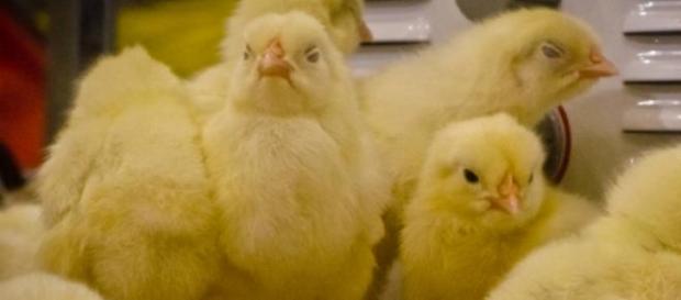 Los pollos cuentan de izquierda a derecha Los pollos cuentan de izquierda a derecha