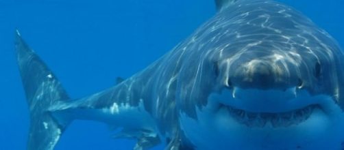 Peligro por tiburones asesinos en Australia