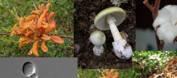 Bioativos na beleza e saúde da pele Bioativos na beleza e saúde da pele