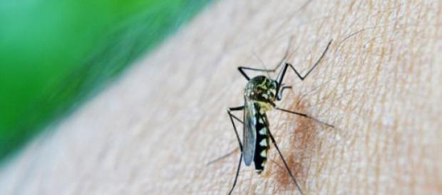 Confira os novos casos de Aedes Aegypti Confira os novos casos de Aedes Aegypti