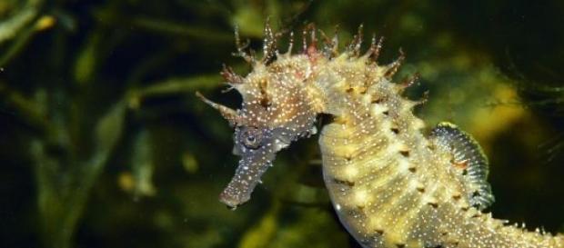 Hippocampe espèce menacée Hippocampe espèce menacée