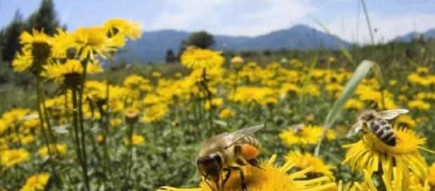 La producción mundial de miel está en riesgo La producción mundial de miel está en riesgo