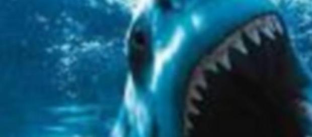 Le principal accusé: le grand requin blanc Le principal accusé: le grand requin blanc