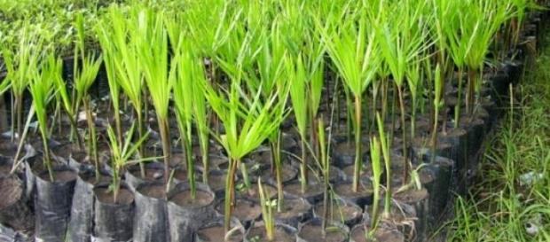 Mudas que ajudarão na recuperação de mananciais Mudas que ajudarão na recuperação de mananciais