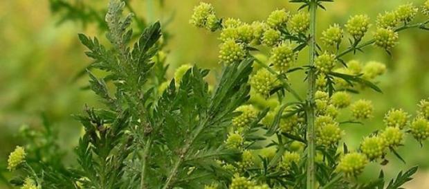 Planta de Artemisa Annua contra la Hepatitis C Planta de Artemisa Annua contra la Hepatitis C