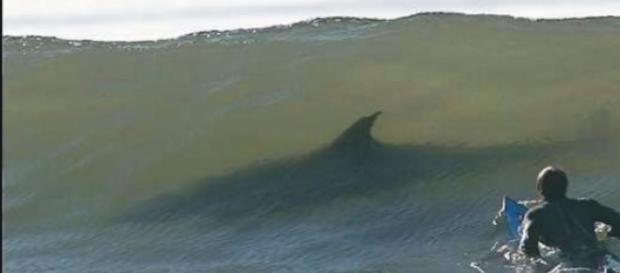 Tiburón asesino en Australia Tiburón asesino en Australia