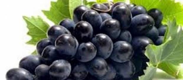 Uvas pretas são benéficas para a sua saúde Uvas pretas são benéficas para a sua saúde