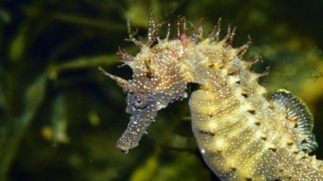 Hippocampe espèce menacée