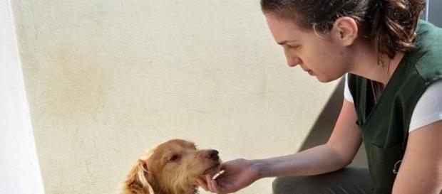 Mais de 30 cães aguardam para ser adotados Mais de 30 cães aguardam para ser adotados