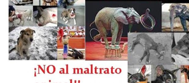 PACMA PIDE MAS LEYES CONTRA EL MALTRATO ANIMAL PACMA PIDE MAS LEYES CONTRA EL MALTRATO ANIMAL