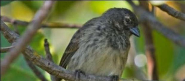 El famoso pinzón de Darwin El famoso pinzón de Darwin