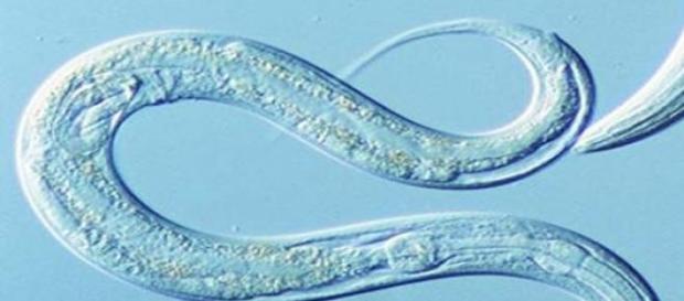 Gusanos para la detección del cáncer Gusanos para la detección del cáncer