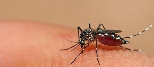 Mosquito tem aparência inofensiva, mas pode matar Mosquito tem aparência inofensiva, mas pode matar