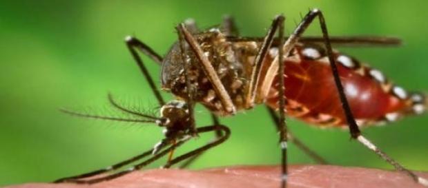 Mosquito transmissor da dengue Mosquito transmissor da dengue