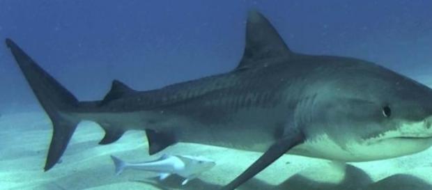 Nouvelle attaque de requin mortelle à La Réunion. Nouvelle attaque de requin mortelle à La Réunion.