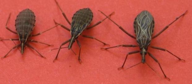 Rhodnius prolixus transmissor da doença de Chagas Rhodnius prolixus transmissor da doença de Chagas