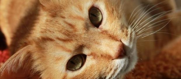 Hoje é o dia mundial do gato Hoje é o dia mundial do gato